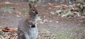 Под Киевом объявили в розыск кенгуру, нашедшему дадут 20 тысяч гривен