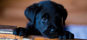 Подозрительно: накануне Хэллоуина в Днепре ищут черного щенка