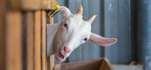 Сделай доброе дело: узнай, куда деть тыквы после Хэллоуина в Днепре