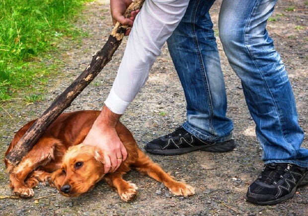 Полиция Харькова ищет мужчину, который избил собаку. Фото: dressirovka.top