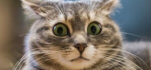 Вот это поворот: в Одессе медициной займется ковид-диссидентка с мандатом