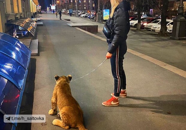 В центре Харькова девушка выгуливала льва. Фото: @h_saltovka
