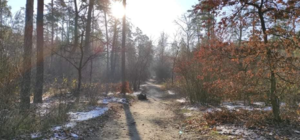 Нагуляешься: в Виноградарском лесу появится тропа здоровья