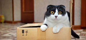 Стреляли по колесам: в Одесской области мужчина уcтроил дебош на почте