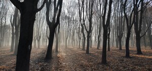 Полюбуйся: одесский парк окутал густой туман, а пляжи накрыло пеной