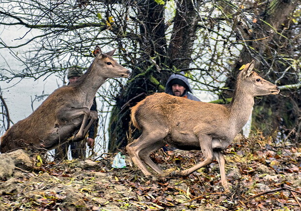 Олени в заповеднике Одесской области. Фото: Андрей Некрасов. Rewilding Украина