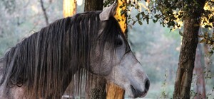 Бил лопатой по голове: в Днепре спасают покалеченную лошадь