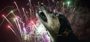 Развлеклись: из-за новогодних салютов в Одессе погибли животные