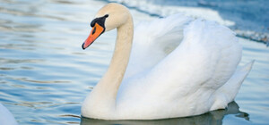 Хеппі енд: із залізничної колії у Львові врятували лебедя 