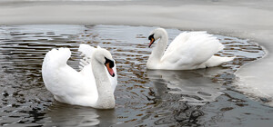 Впіймали: куди поділись лебеді з Левандівського озера