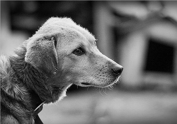 Не жалко: под Одессой массово отравили собак. Фото: Илья Носов