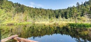 Мертве озеро, чайна плантація, палац Гредлів: як подорожувати Львівщиною онлайн