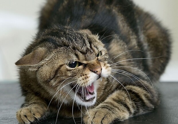 Позаботься о прививке: в двух районах Одессы от бешенства умерли домашние кошки. Фото: pinterest