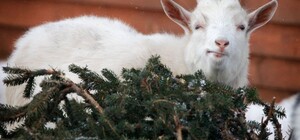 Потіш коників: мешканці Домівки врятованих тварин чекають на ялинки та дідухи