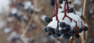 С виноградом будет напряженка: как морозы до -20 повлияют на урожай