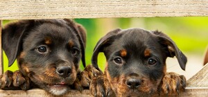 Гибель собак в Гидропарке: стали известны реальные причины смерти животных