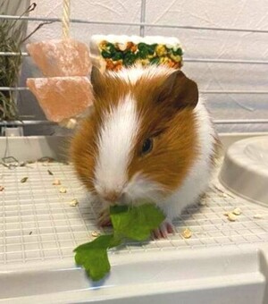 Прожил пару дней после покупки: известная сеть зоомагазинов попала в скандал из-за смерти питомца