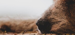 Следите за Шариком: в Запорожье травят собак