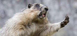 Останемся без предсказания: в Одесском зоопарке решили не будить сурка