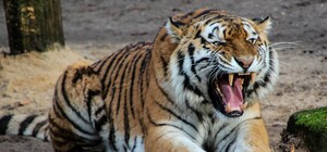 Был неосторожен: в Черниговской области сотрудника зоопарка загрыз тигр