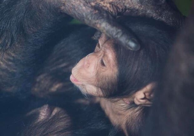 В харьковском Экопарке появились на свет двое детенышей шимпанзе. Фото: facebook.com/FeldmanEcopark