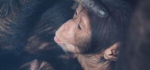 Просят выбрать имя: в харьковском Экопарке родились шимпанзе