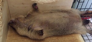 Львівські бабаки міцно сплять: коли віщують весну інші тварини