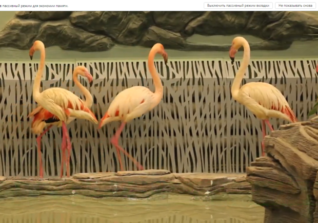 В Харьковском зоопарке фламинго въехали в гигантский вольер с бассейном. Фото: МГ "Объектив"