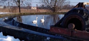 Фото дня: на каналізаційних спорудах у Львові оселились лебеді