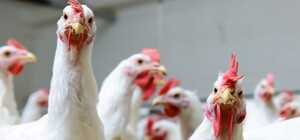 Викинули біля лісу: поліцейські принесли в Домівку врятованих тварин ящик курей