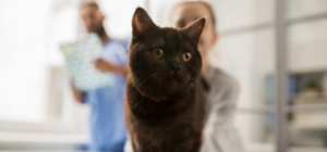 Не топите котят: где в Днепре можно стерилизовать животных за 200 гривен