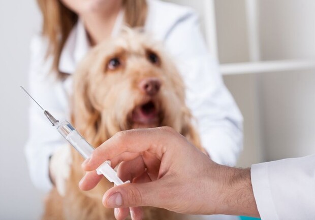 Харьковчане могут привить домашних животных от бешенства бесплатной вакциной. Фото: petstory.ru