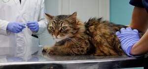 Получи ответ: куда звонить, чтобы стерилизовали бездомных животных в Запорожье