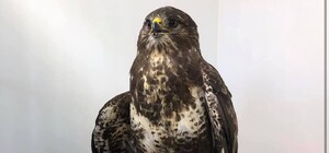 Просять допомоги: сови і боривітри з Домівки врятованих тварин потребують корму