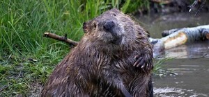 Спустя 100 лет после истребления: в Одесскую область вернулись бобры