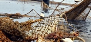 В Приморском районе браконьеры наловили рыбы на 104 тысячи: их будут судить