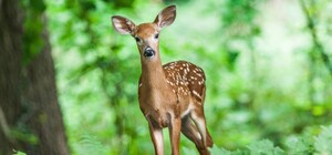 Берегите животных: с первого апреля в Украине начинается 