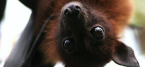 Соседи в шоке: на Парусе мужчина сбрасывает с балкона летучих мышей (видео)