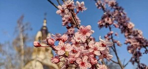 Качели и сакуры: в Днепре обновят сквер на левом берегу