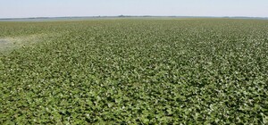 Рыба будет жить: из Красной книги исключили Водяной орех