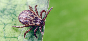 Смотри в оба: на полтавцев начали нападать клещи