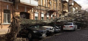 Дерево раздавило машину одесситки: она отсудила у города 224 тысячи