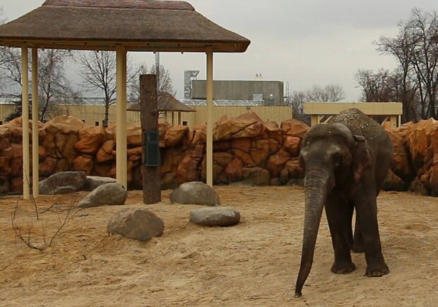 В харьковском зоопарке слонов переселили в вольер за 42 миллиона. Фото: zoo.kharkov.ua