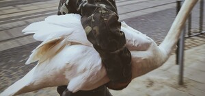 Захотів прогулятись: зі Стрийського парку втік білий лебідь