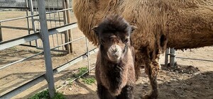 Полюбуйся: в Одесском зоопарке родился верблюжонок