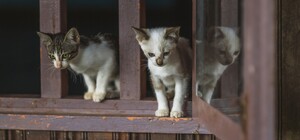 Лазив по столі: на Любінській 72-річний чоловік викинув з шостого поверху кота