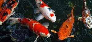 Почти на миллион гривен: днепровский депутат задекларировал рыбу