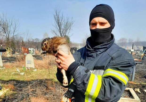В Харькове пожарные спасли зайчонка. Фото: kh.dsns.gov.ua