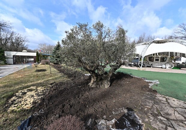 В харьковском Экопарке высадили 367-летнюю оливу