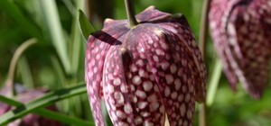 Рідкісний вид: серед вулиці у Львові жінка продавала червонокнижні чорні тюльпани